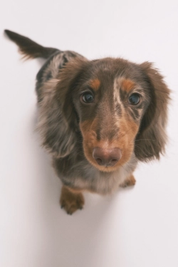 Длинная пижама из хлопка с принтом полосок и собачек