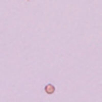 Домашні капці бузкового кольору зі стразами