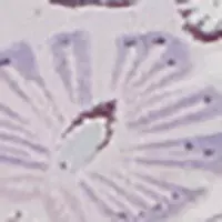 Широкі трусики-бразиліана з мікрофібри та бузкового мережива