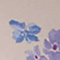 Класичні рожеві трусики з квітковим принтом